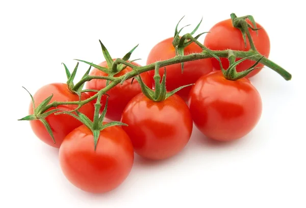 Ветви томатов — стоковое фото