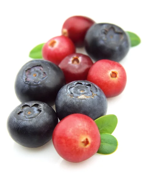 Blauwe bosbes en cranberry — Stockfoto