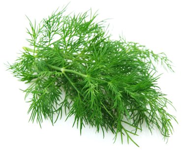 Fennel branch on a white background clipart