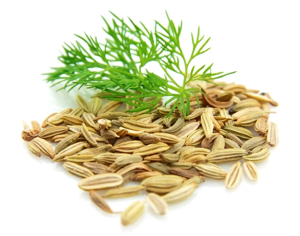 Seeds and a fennel branch — Stock Photo, Image