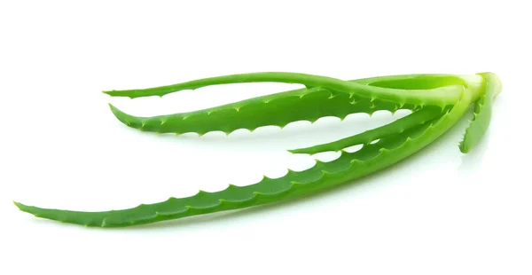 Brotos Aloe Vera Fundo Branco — Fotografia de Stock