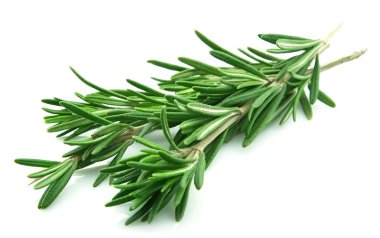 Twig of rosemary clipart