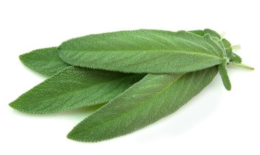 Sage leaves clipart