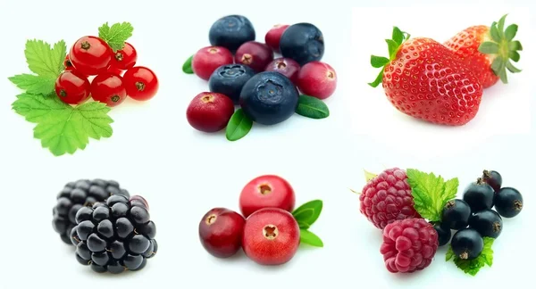 Collection of berries — Stock Photo, Image