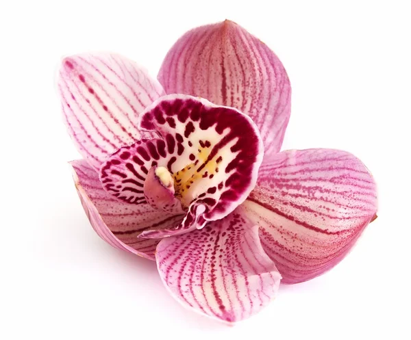 Орхідеї крупним планом — стокове фото