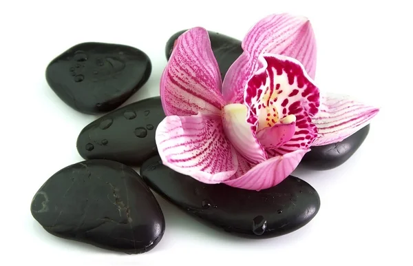 Pedras com flor de orquídea — Fotografia de Stock
