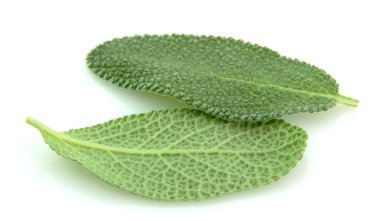 Sage leaves clipart