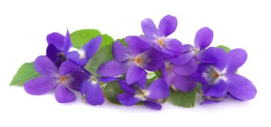 Wild spring violets