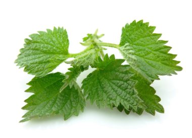 Nettle cliose up clipart