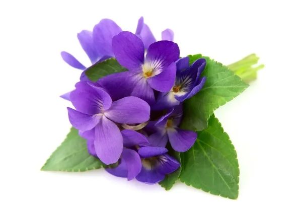 Flores violetas de madera — Foto de Stock