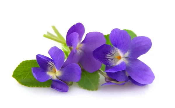Wild spring violets — Stock Photo, Image