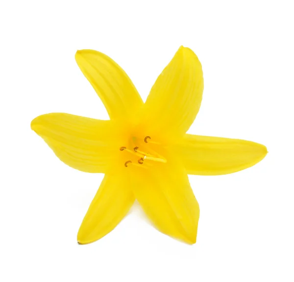 Lirio amarillo — Foto de Stock