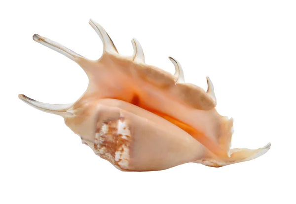 stock image Marine cockleshell