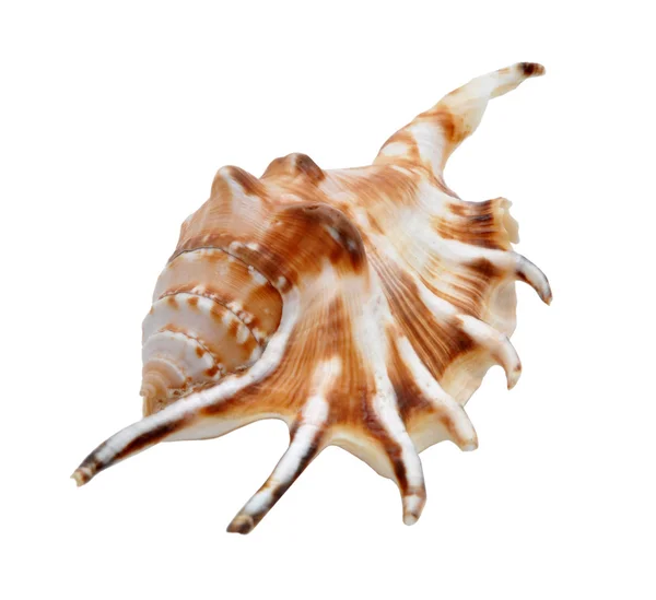 해양 cockleshell — 스톡 사진