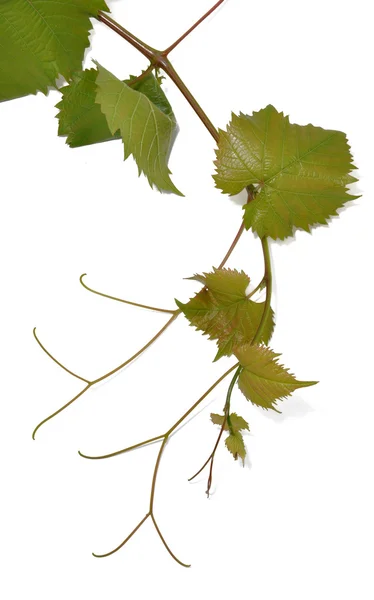Виноградная ветвь — стоковое фото