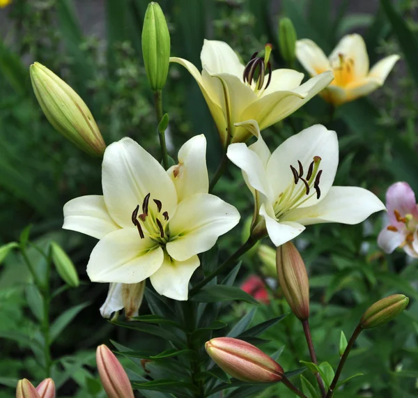 stock image Flowers of lily