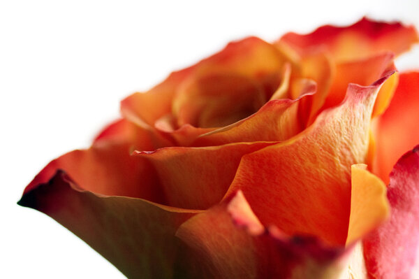 Macro shot of orange rose