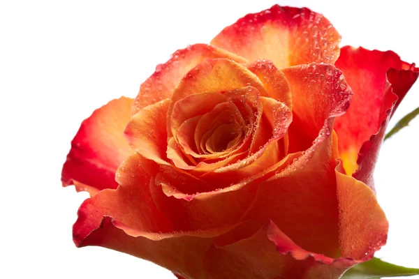 Closeup růže — Stock fotografie