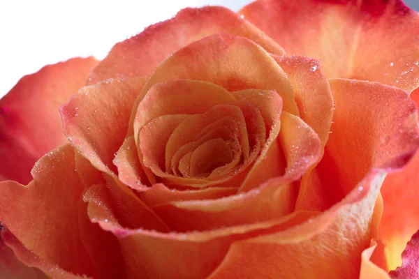 Closeup růže — Stock fotografie