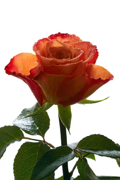 Geïsoleerde rose — Stockfoto