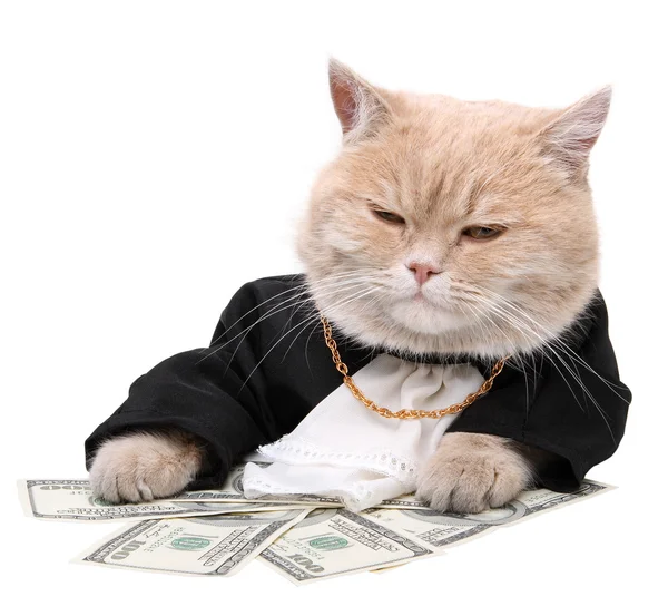Кошка какие деньги картинка thumbnail