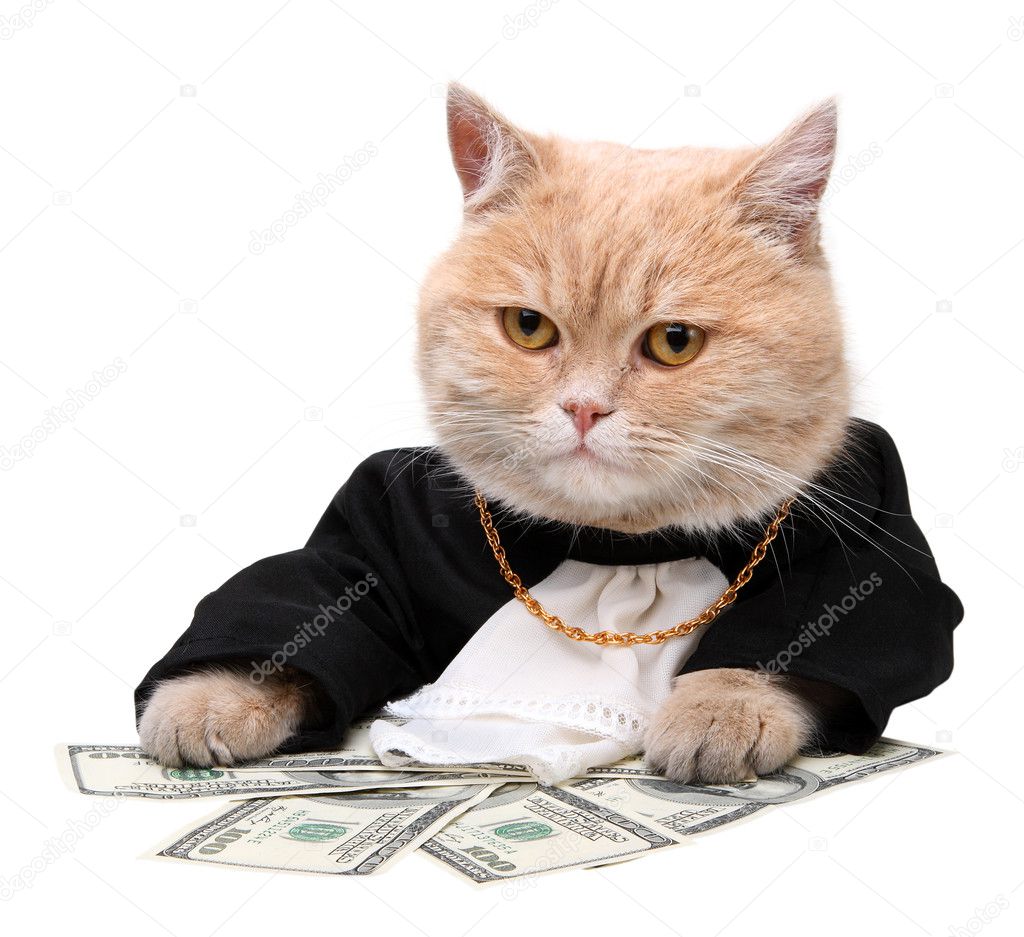 Red cat sitting on the dollar Christmas New Year — Stock