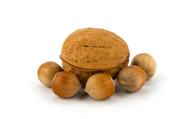 Wallnut 和榛子 — 图库照片