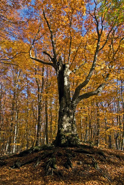 stock image Beech in autumn