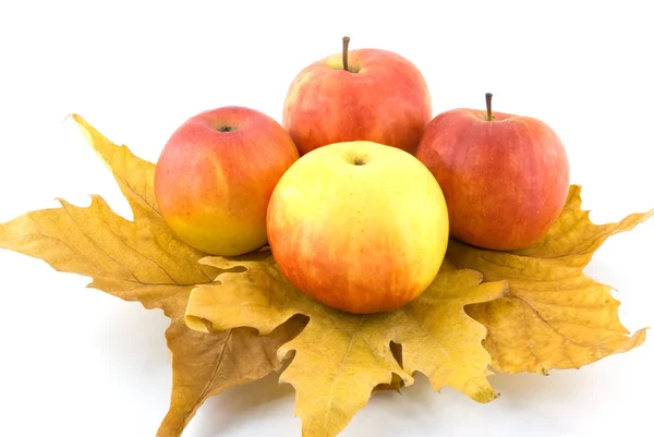 Manzanas maduras — Foto de Stock