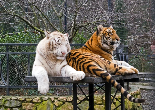 Сибирские Тигры Зоопарке Крым — стоковое фото
