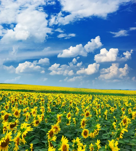 Duże pole słoneczników — Zdjęcie stockowe