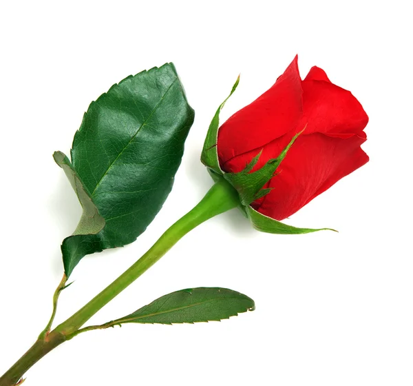Изолированная роза — стоковое фото