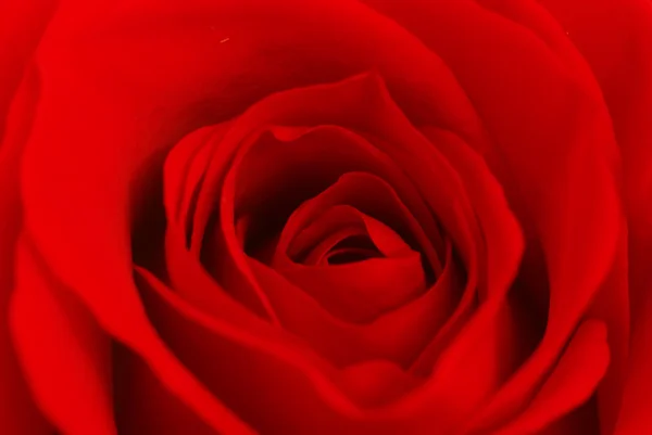 Róża wewnątrz — Zdjęcie stockowe