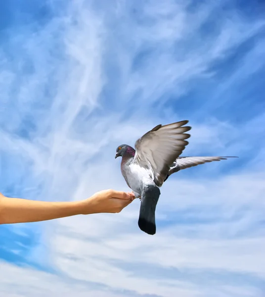 Дівчина годує голуба — стокове фото