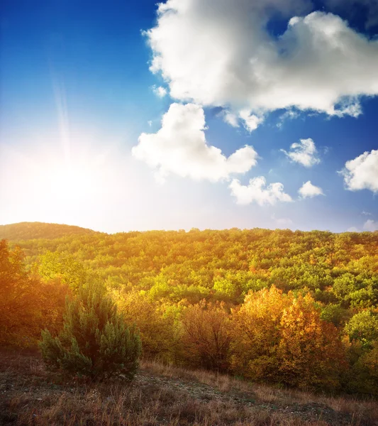 Salida del sol en madera de otoño — Foto de Stock