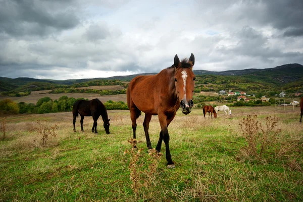 Koń na łące — Zdjęcie stockowe