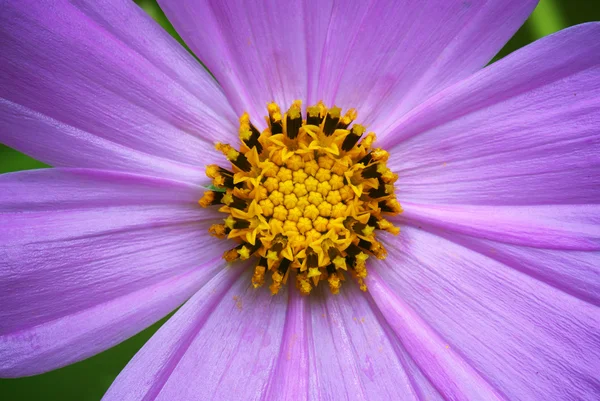 Makro der Blume — Stockfoto