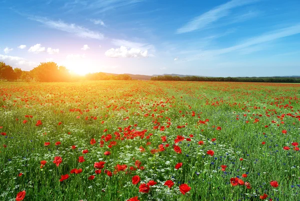 Beautiful meadow — Stock Photo, Image
