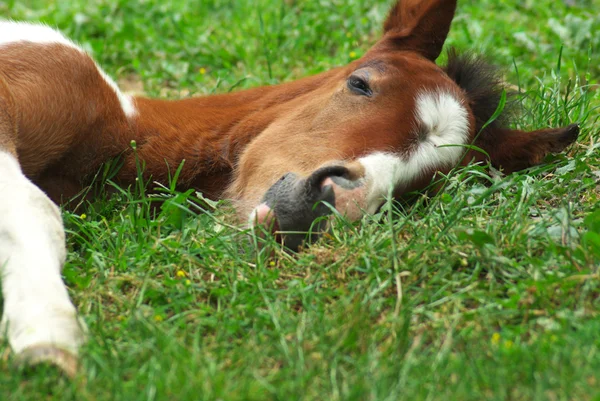子馬を眠っています。 — ストック写真