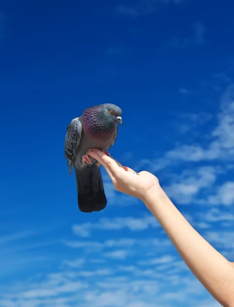 Menina alimenta a pomba — Fotografia de Stock