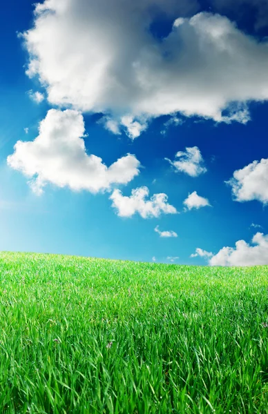 Gras und tiefblauer Himmel — Stockfoto