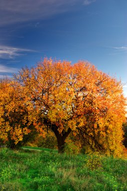 Big autumn tree clipart