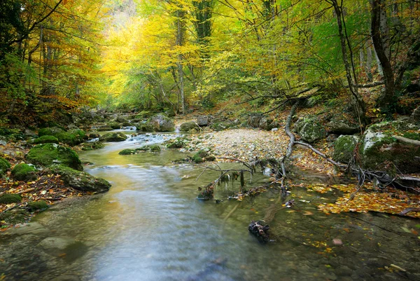 Річка в осінньому лісі — стокове фото