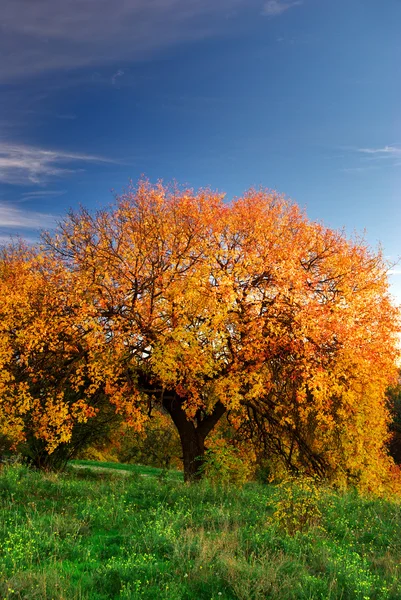 Big autumn tree — Stock Photo, Image
