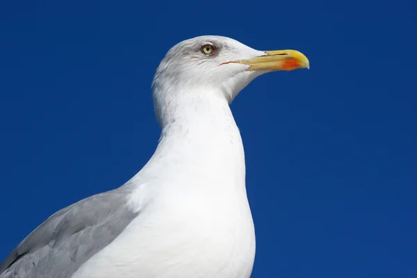 Sea gull — стокове фото