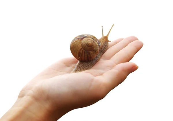 Snail on hand — Stock Photo, Image