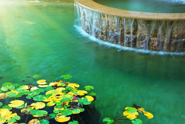 Wody i liście z lilii wodnej — Zdjęcie stockowe