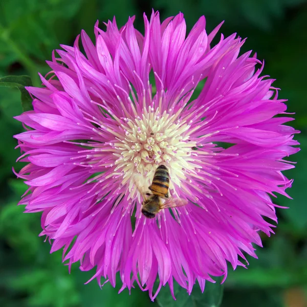 Bee op grote paarse bloem — Stockfoto