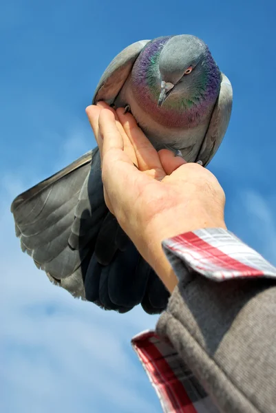 Krmení holubice — Stock fotografie