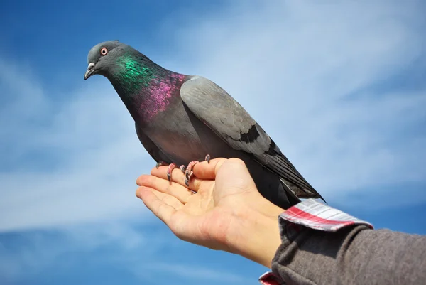 Güvercin besleme — Stok fotoğraf